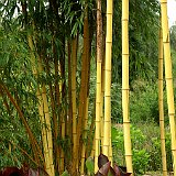 Phyllostachys vivax Aureocaulis5.jpg